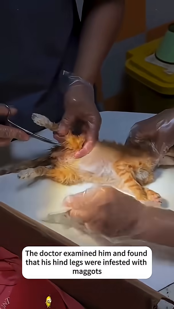 A veterinarian is examining the hind legs of a small ginger kitten with surgical tools.