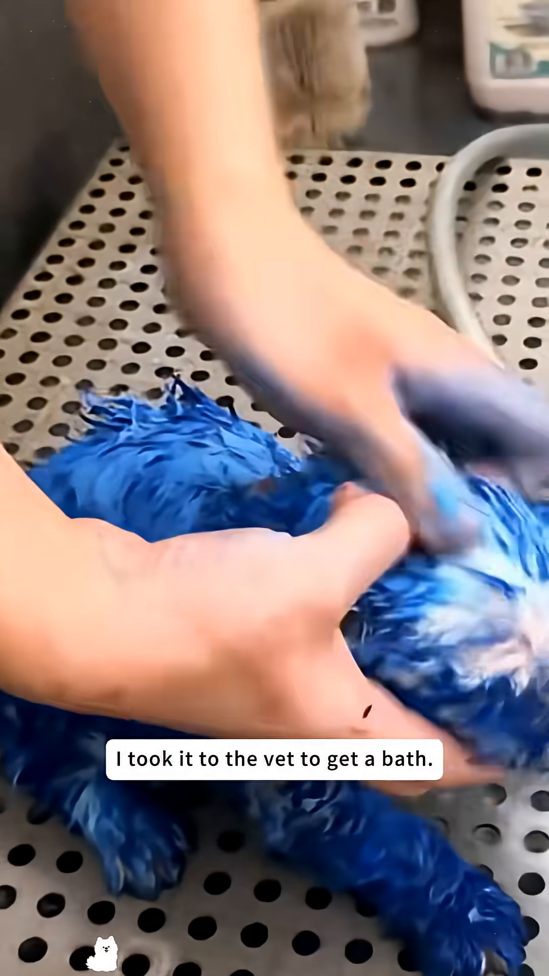 The puppy, wrapped in a yellow towel, looks vulnerable after its bath.