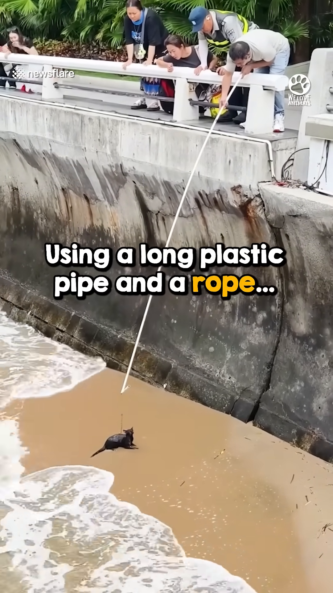 A person on the pier lowers a long plastic pipe with a rope attached towards the kitten.