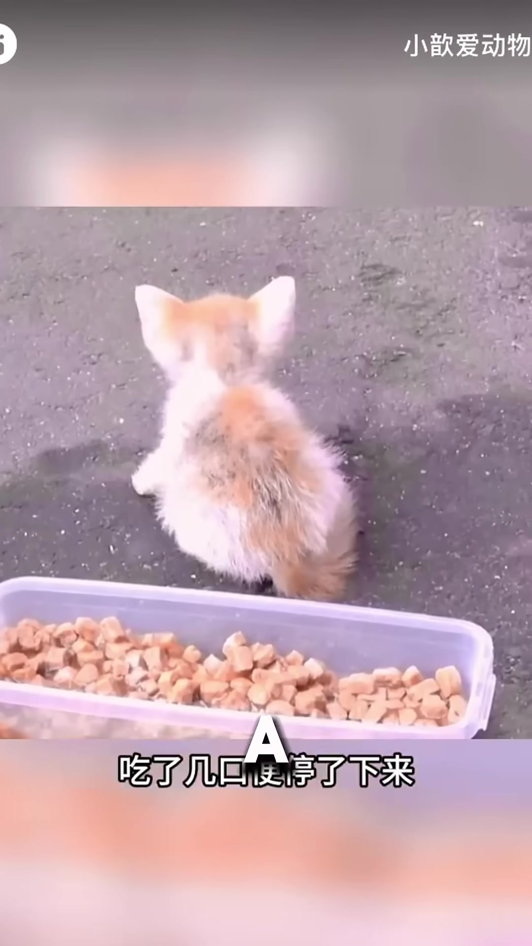 A man kneeling down as a tiny kitten clings to his shoe, refusing to move.