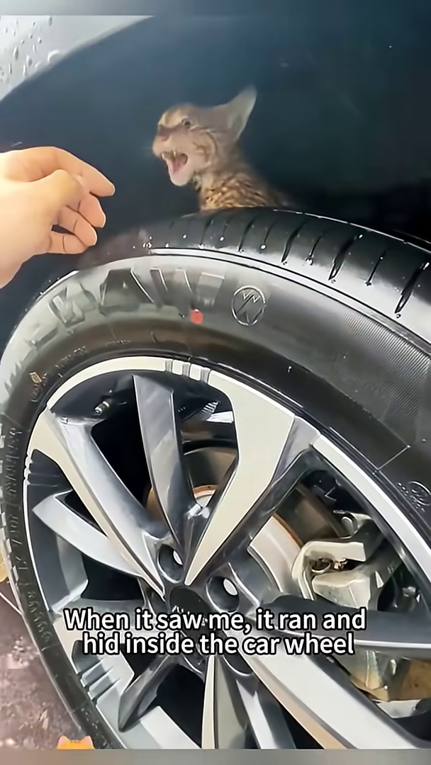 A hand gently reaching into the wheel well to coax the kitten out.
