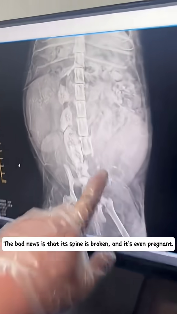An X-ray of a cat showing a broken spine and fetuses inside the pregnant cat.
