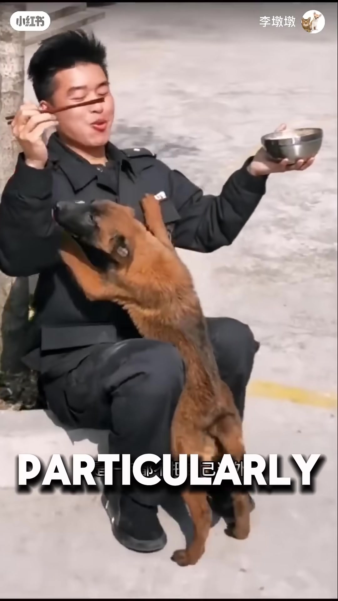 A stray dog watches police dogs during training with intense curiosity.