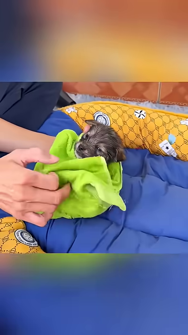 A small puppy is being wrapped in a bright green towel by a person's hands.