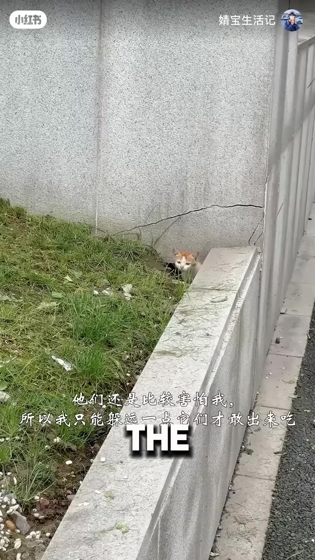 The man steps back, watching from a distance as the kittens cautiously emerge.