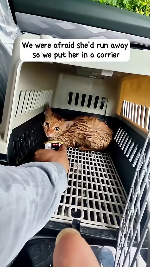 A wet, orange kitten is huddled inside a carrier, looking scared and trembling.