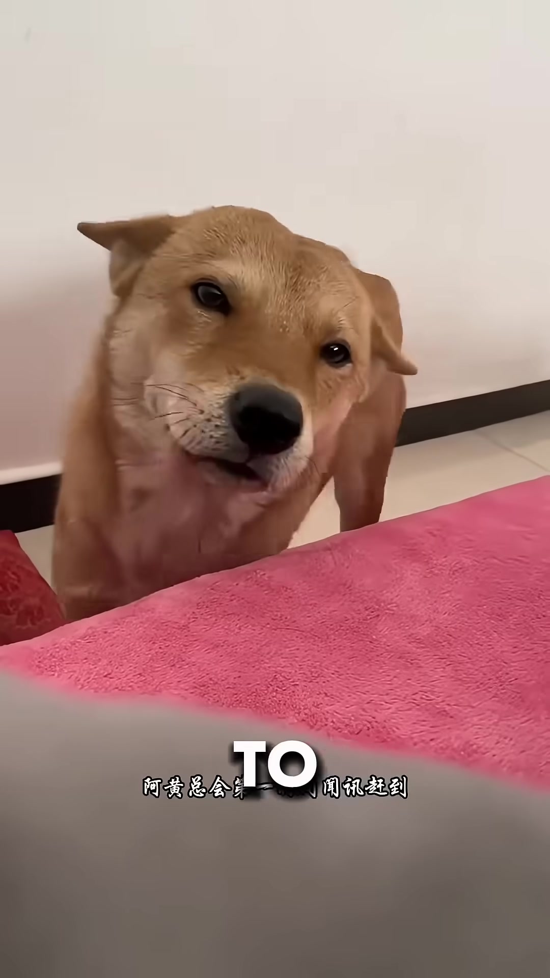 A dog gently rests his head on a teacher's lap, offering comfort.