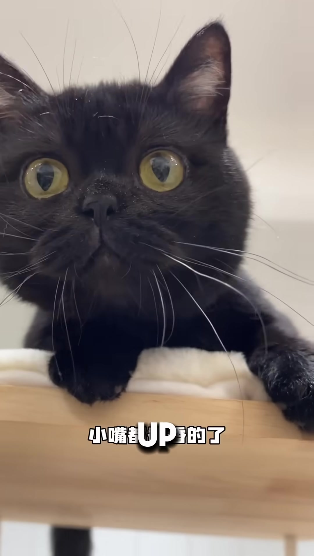 A tiny black kitten curled up in a cardboard box.