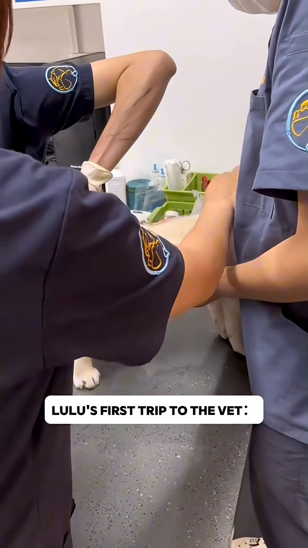 A veterinarian is holding a puppy for a checkup and vaccinations.