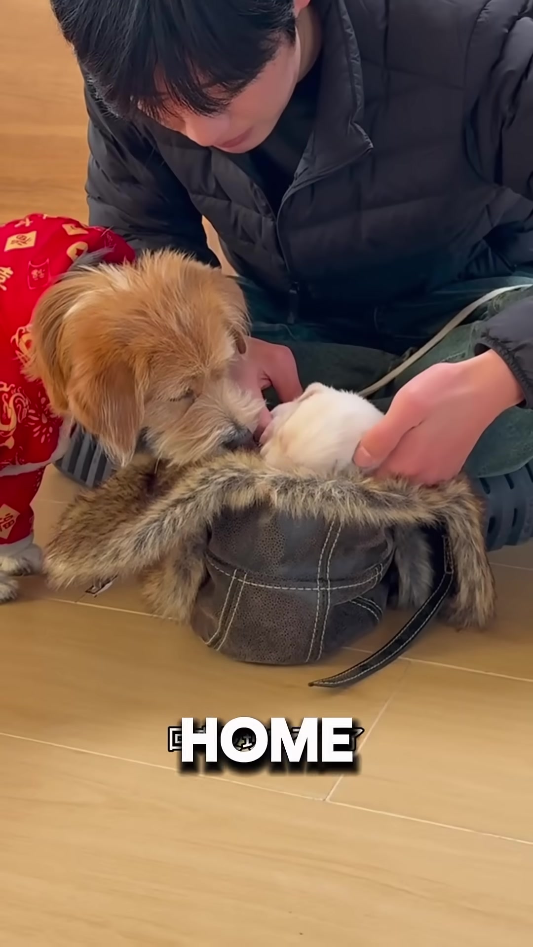 A man gently wraps a motionless puppy in a warm blanket at home.