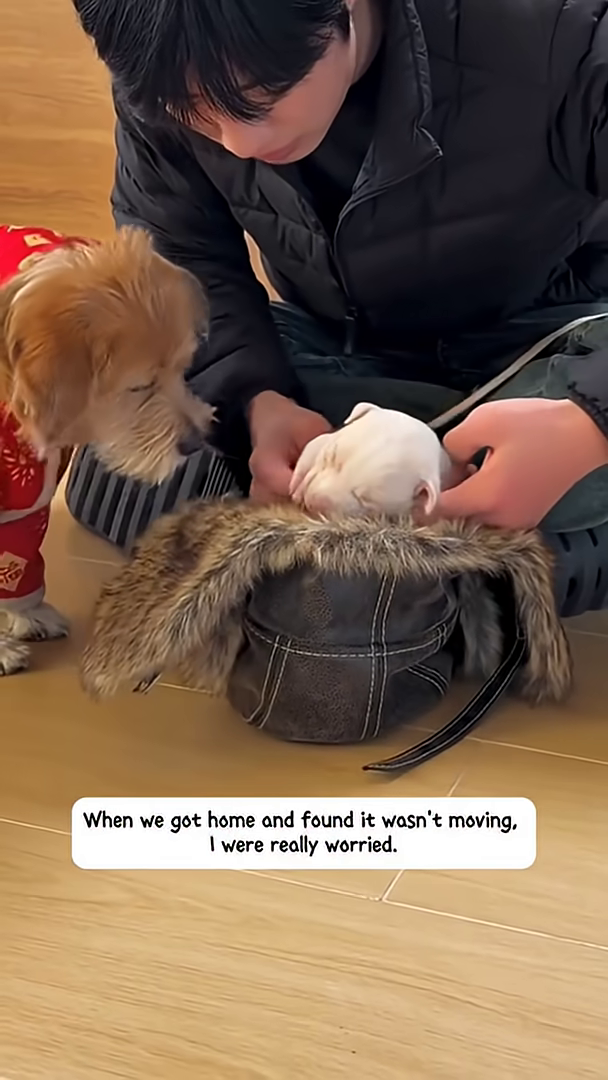 A person is looking down with concern at a puppy nestled in their lap.