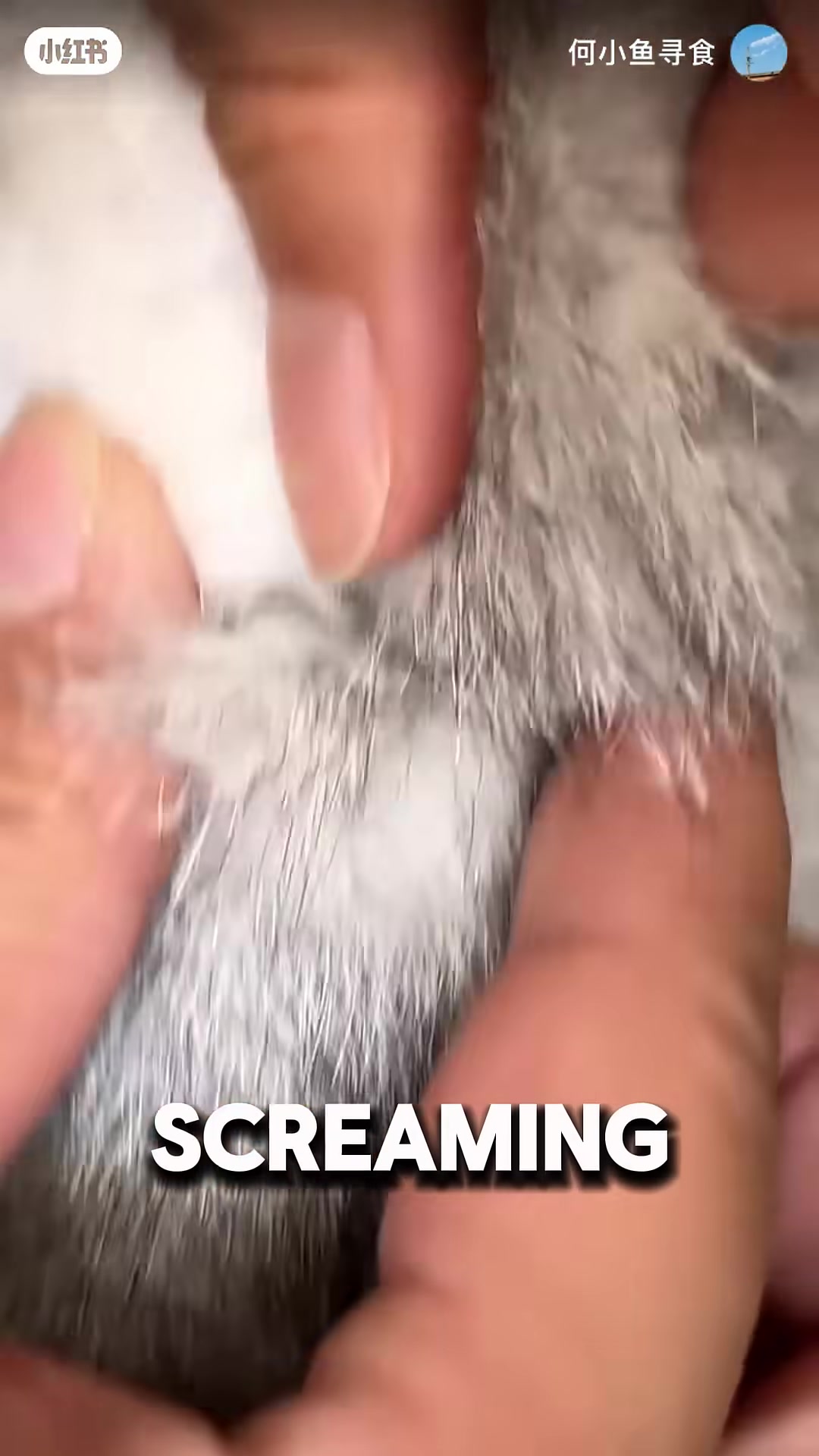 The little girl screams for her father to bring scissors.