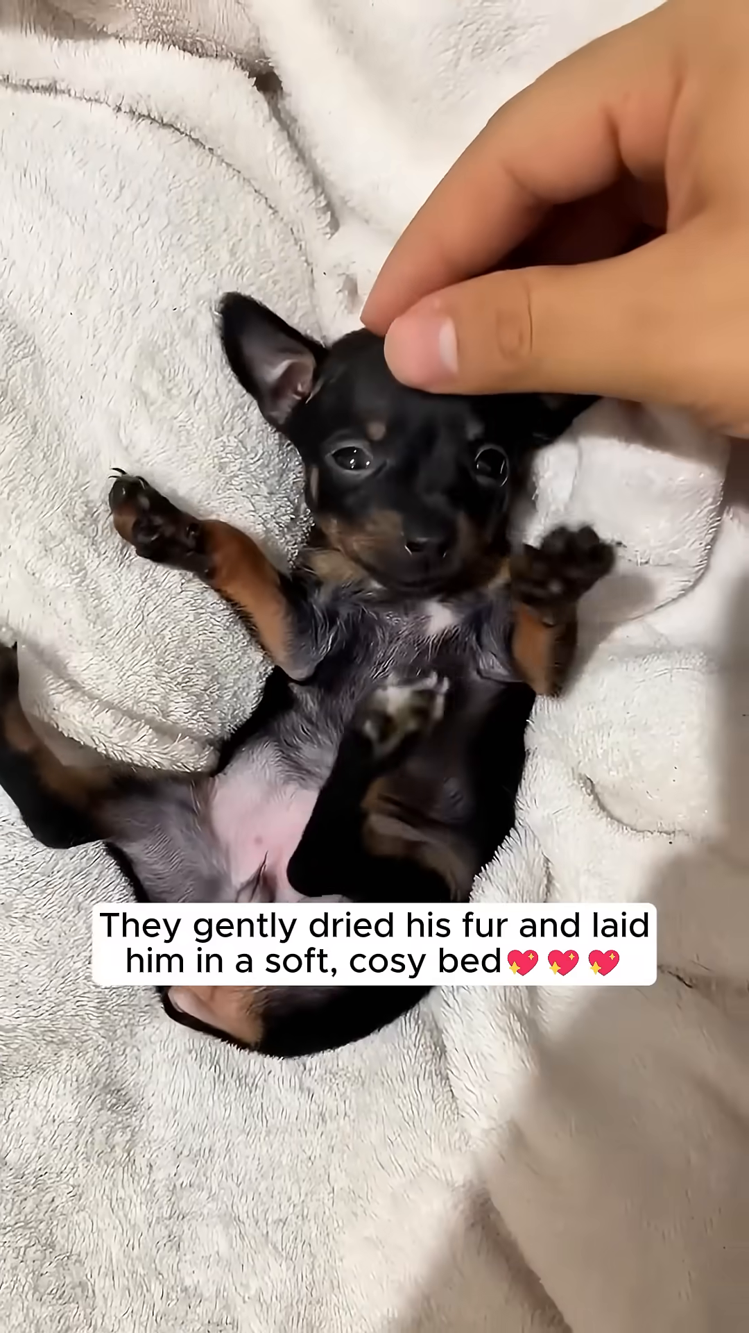 A tiny, wet black puppy stands in a person's hands, being bathed.