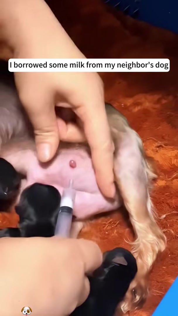 A person carefully feeding milk to the tiny puppy using a syringe.