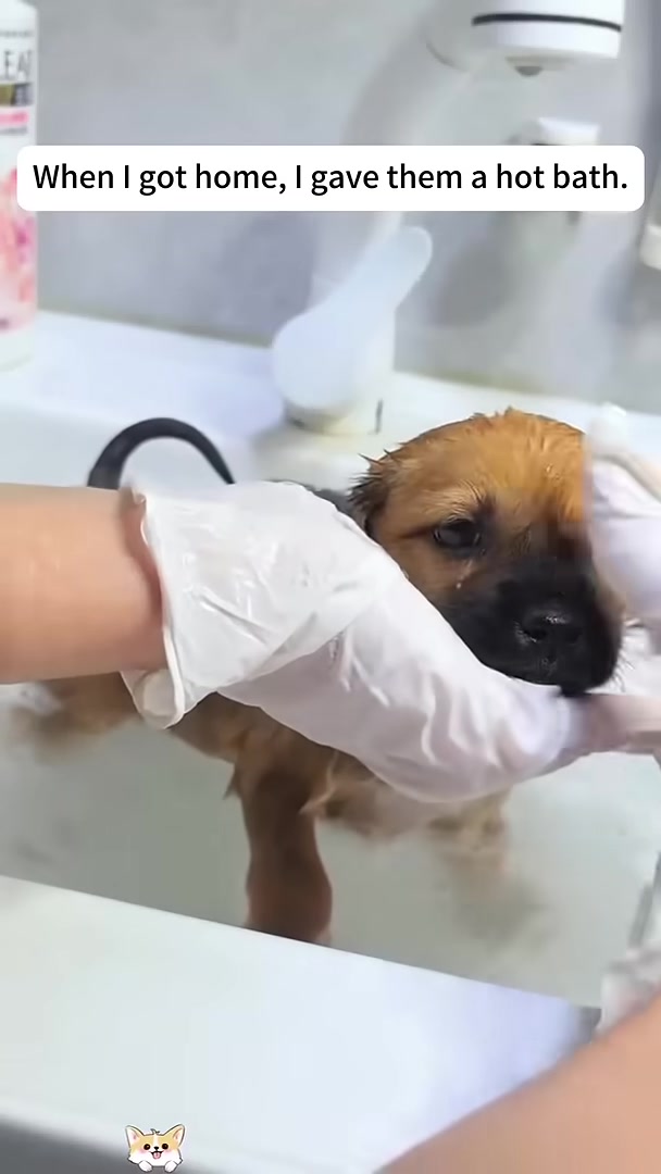 A puppy being given a hot bath in a sink.