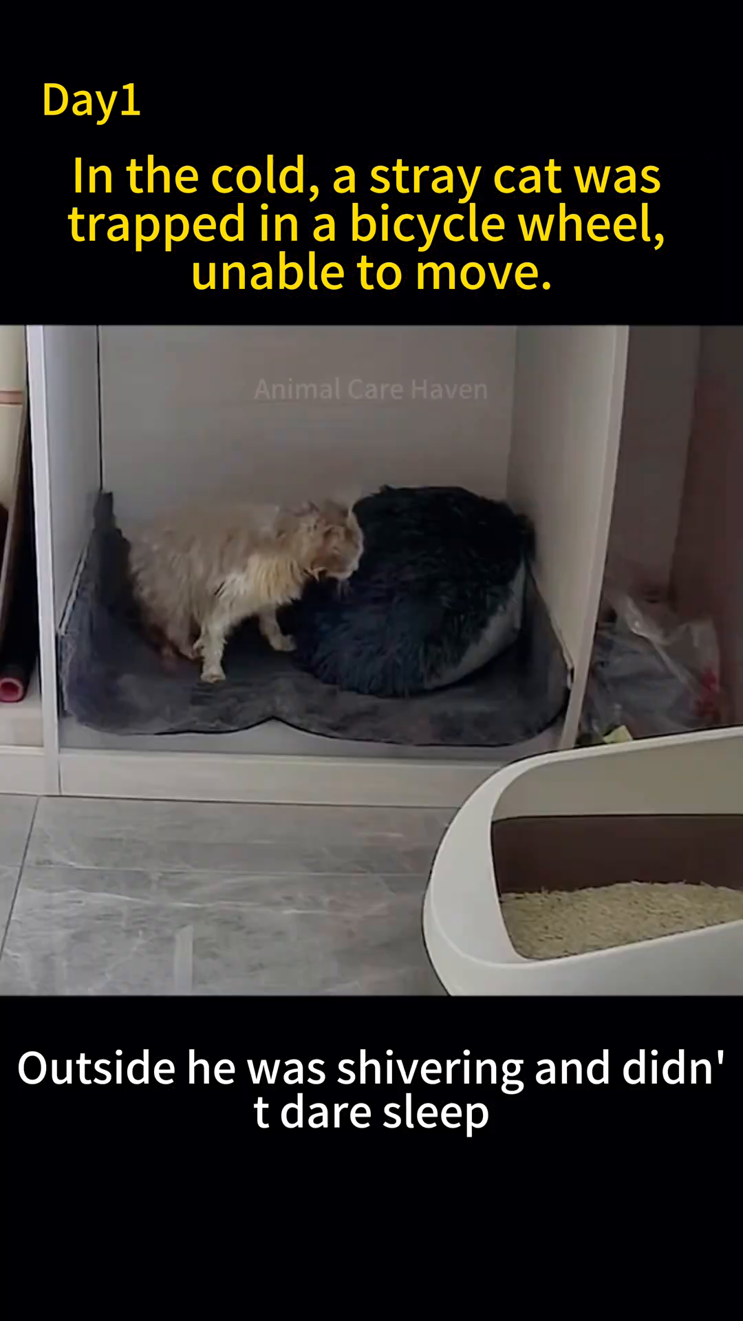 The cat, now clean and wrapped in a towel, is offered a bowl of cat food and milk.