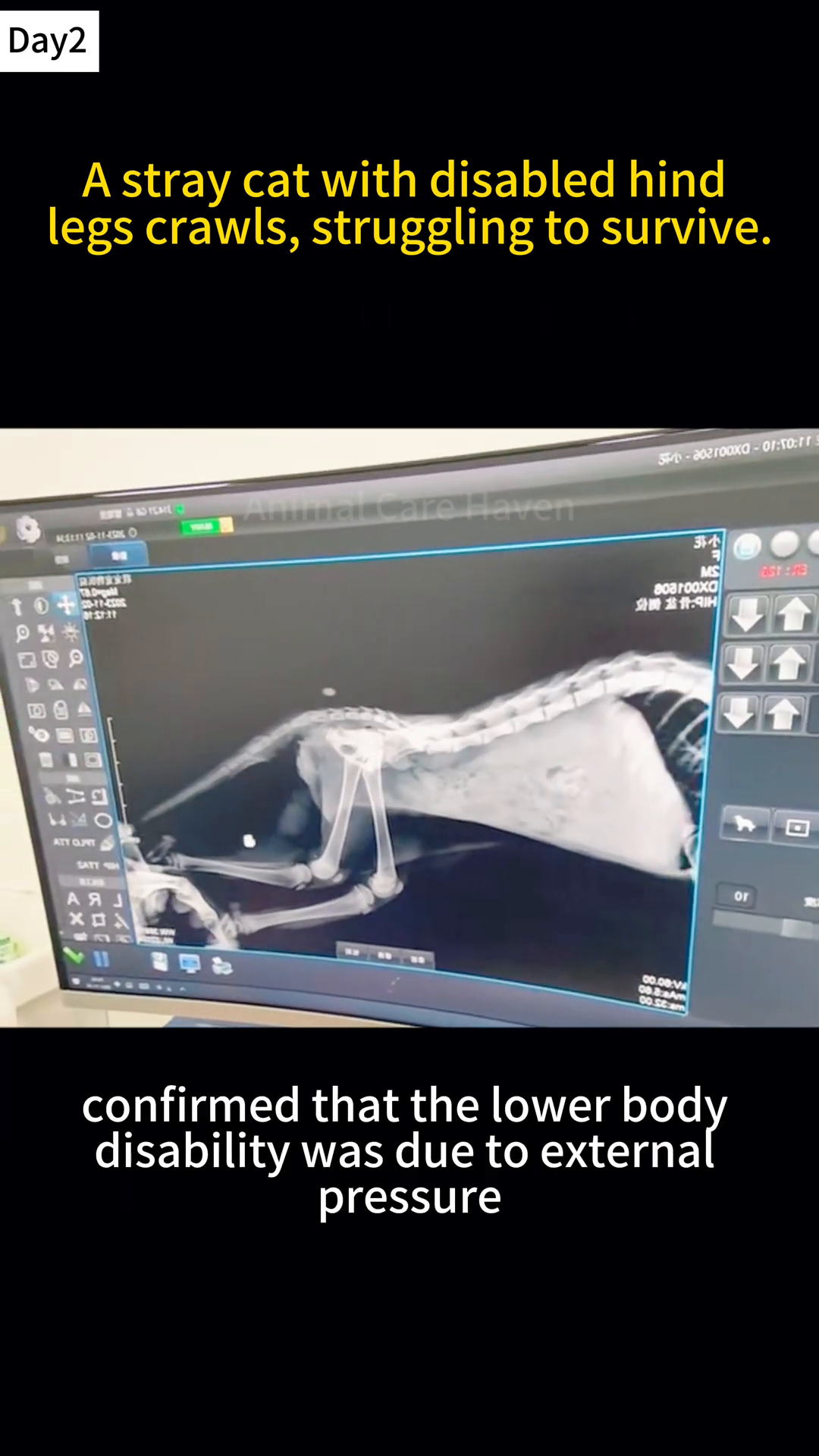 An X-ray image of a cat showing spinal issues and hind leg paralysis.