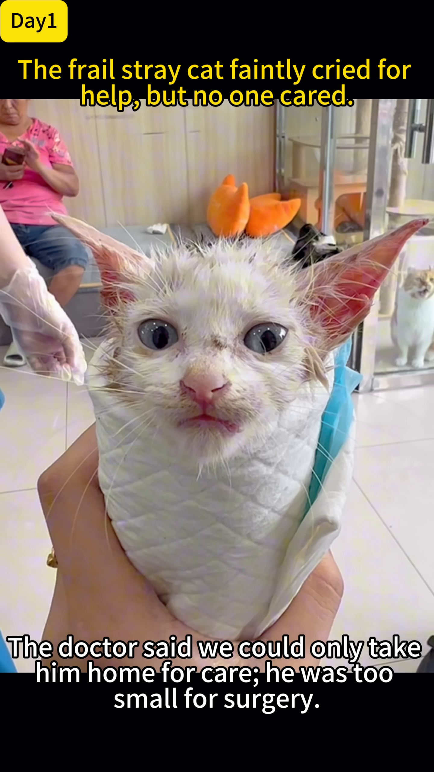 A small kitten with a cone around its neck, lying on a towel.