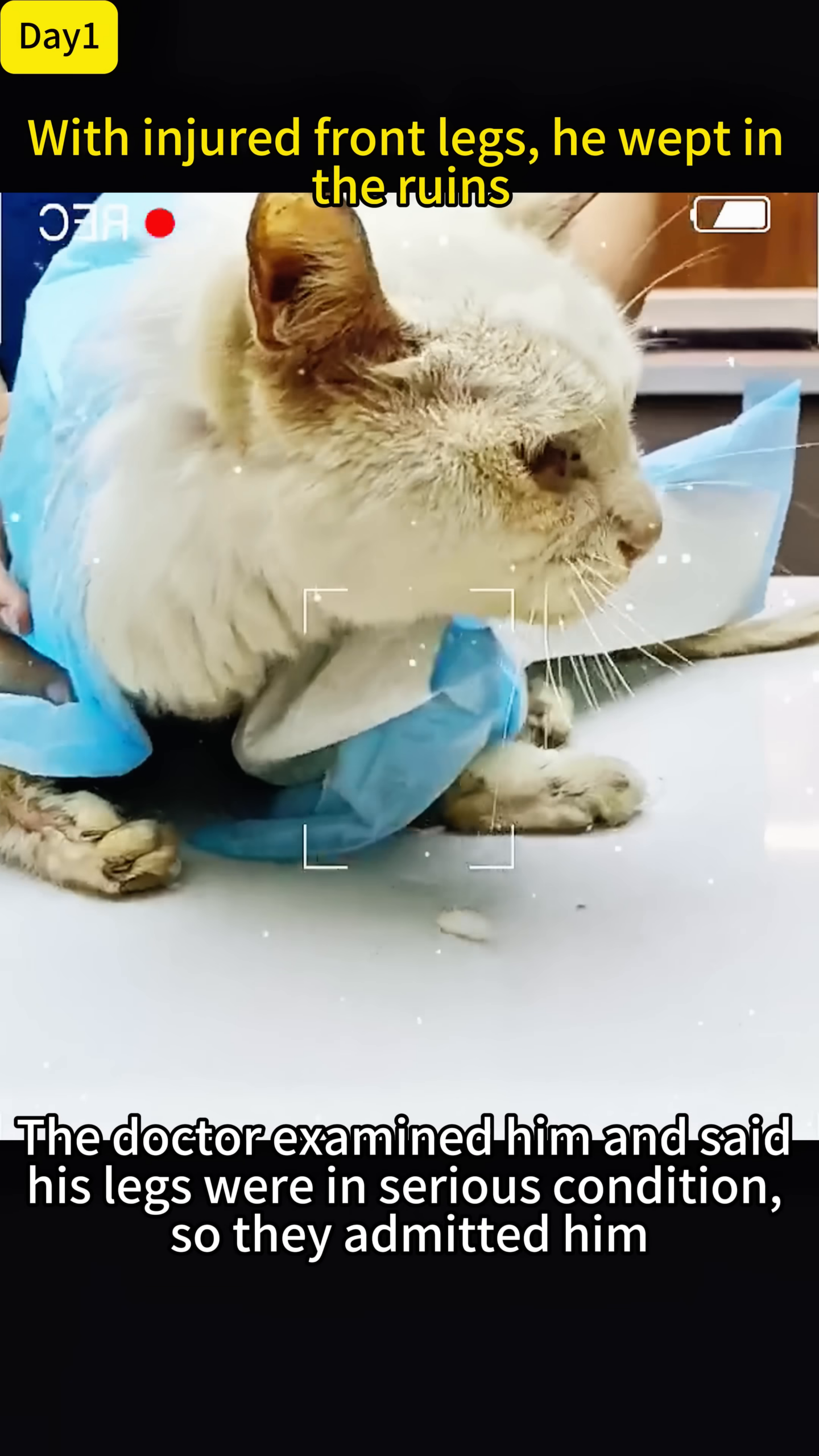 The cat is being examined by a veterinarian, highlighting the medical intervention.
