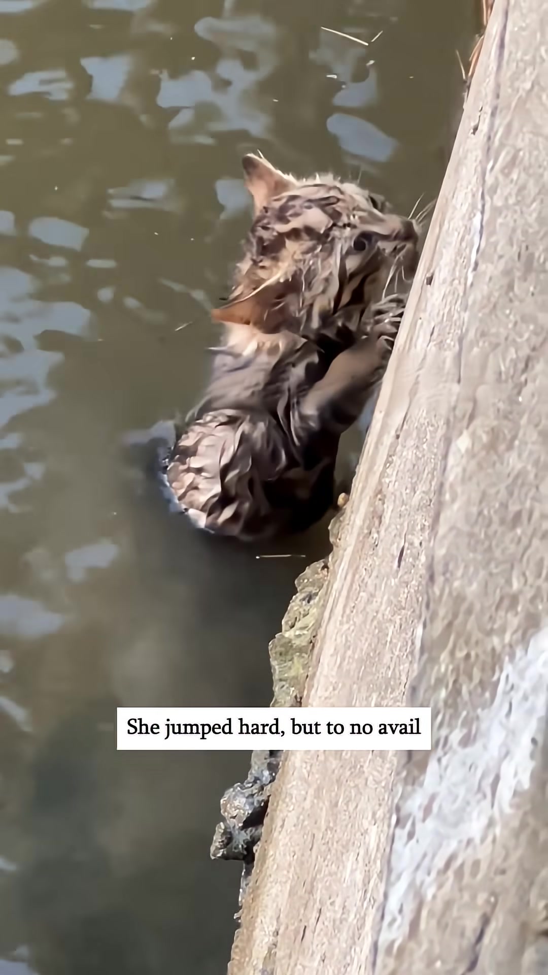 A rope is lowered into the pond, offering a way out for the kitten.