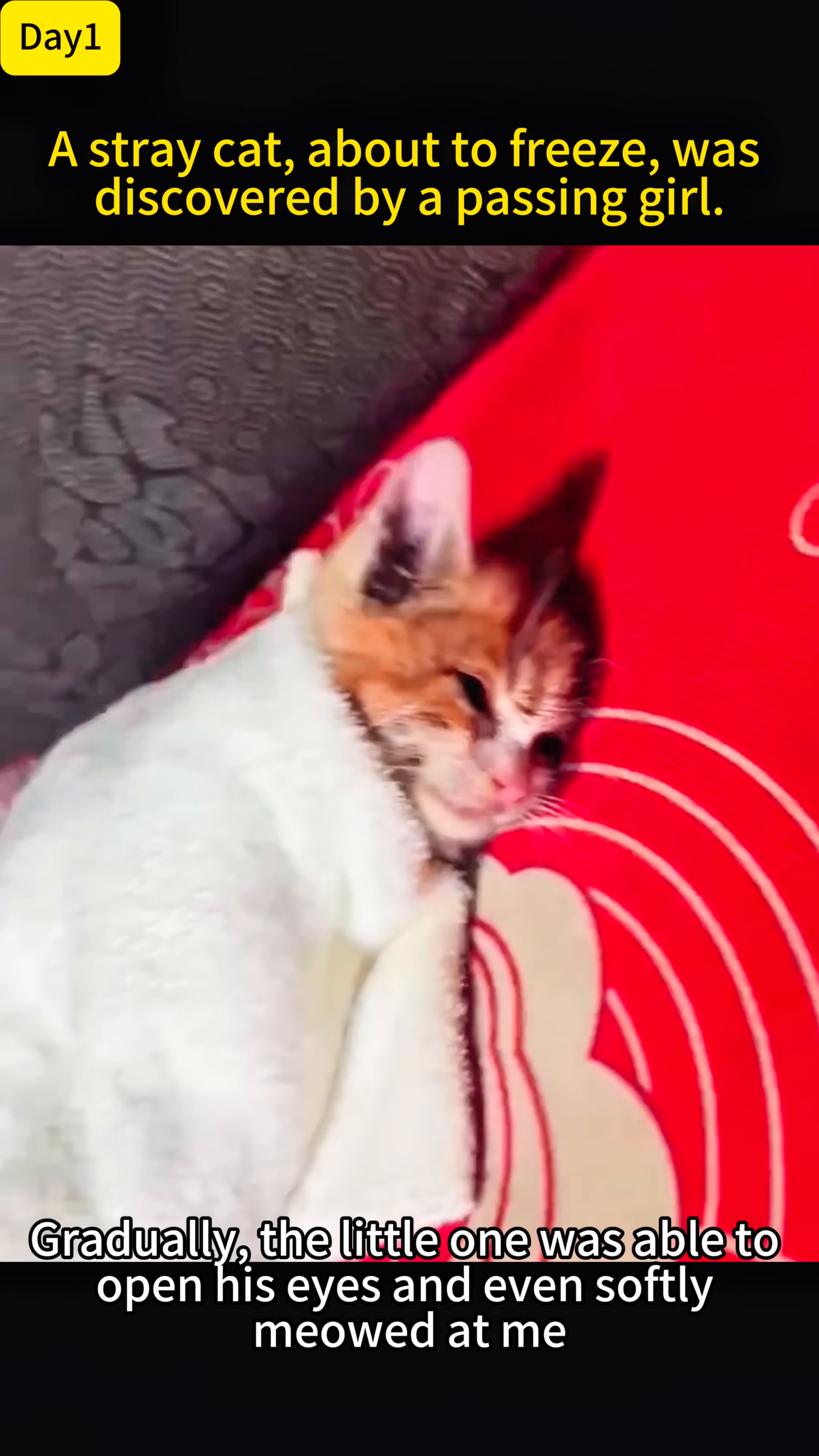 A kitten, wrapped in a white towel, with its eyes just opening and a hint of a smile.