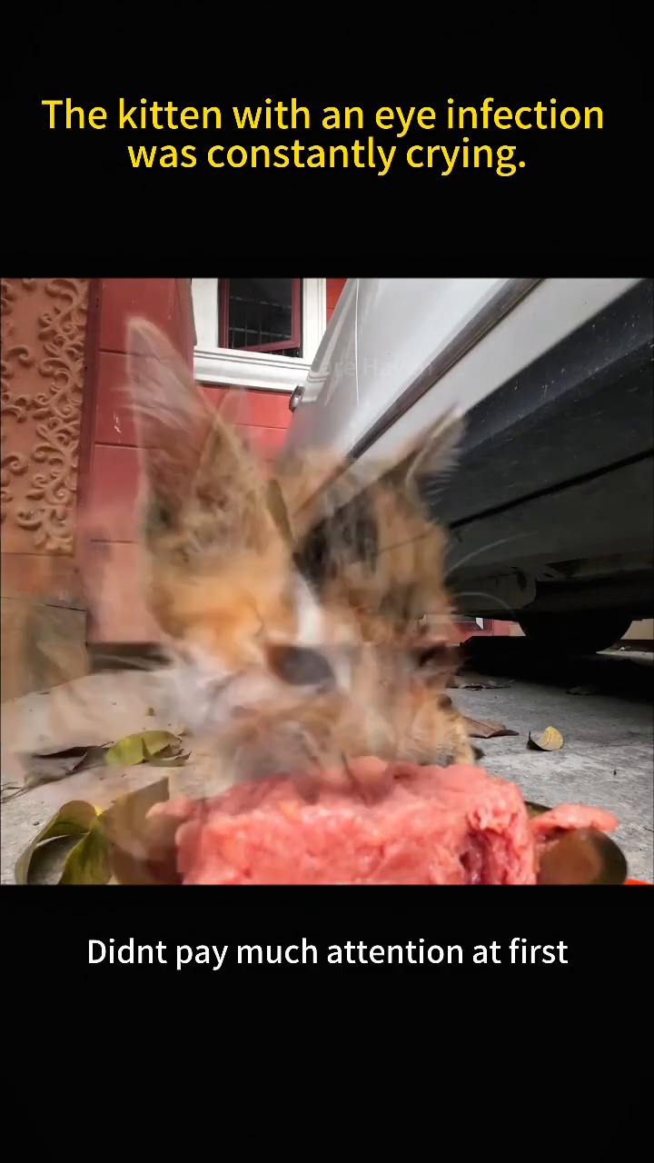 A close-up shot focusing on the kitten's infected eyes, showing redness and discharge.