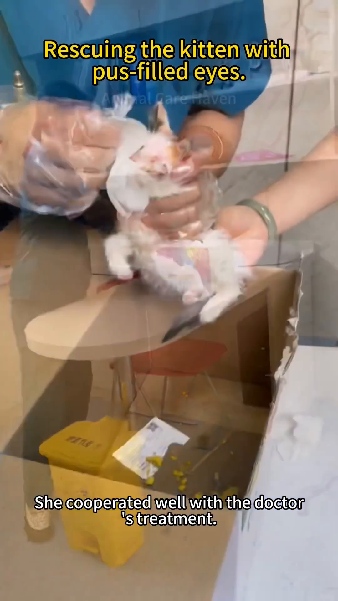 Veterinarians carefully examining a kitten's eyes, wearing gloves.