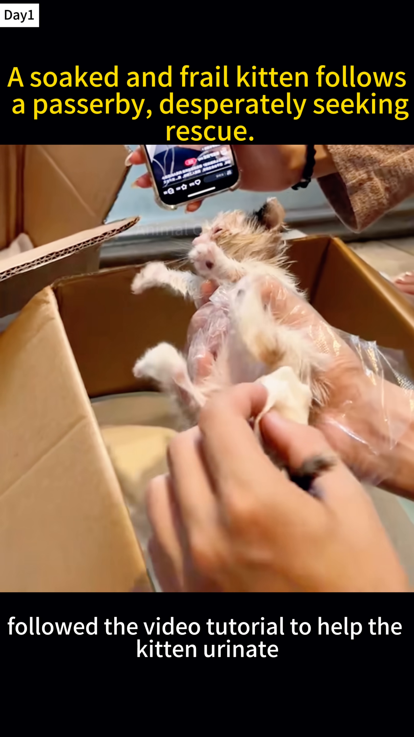 A very sick kitten with eyes full of pus is being cleaned by a gloved hand.