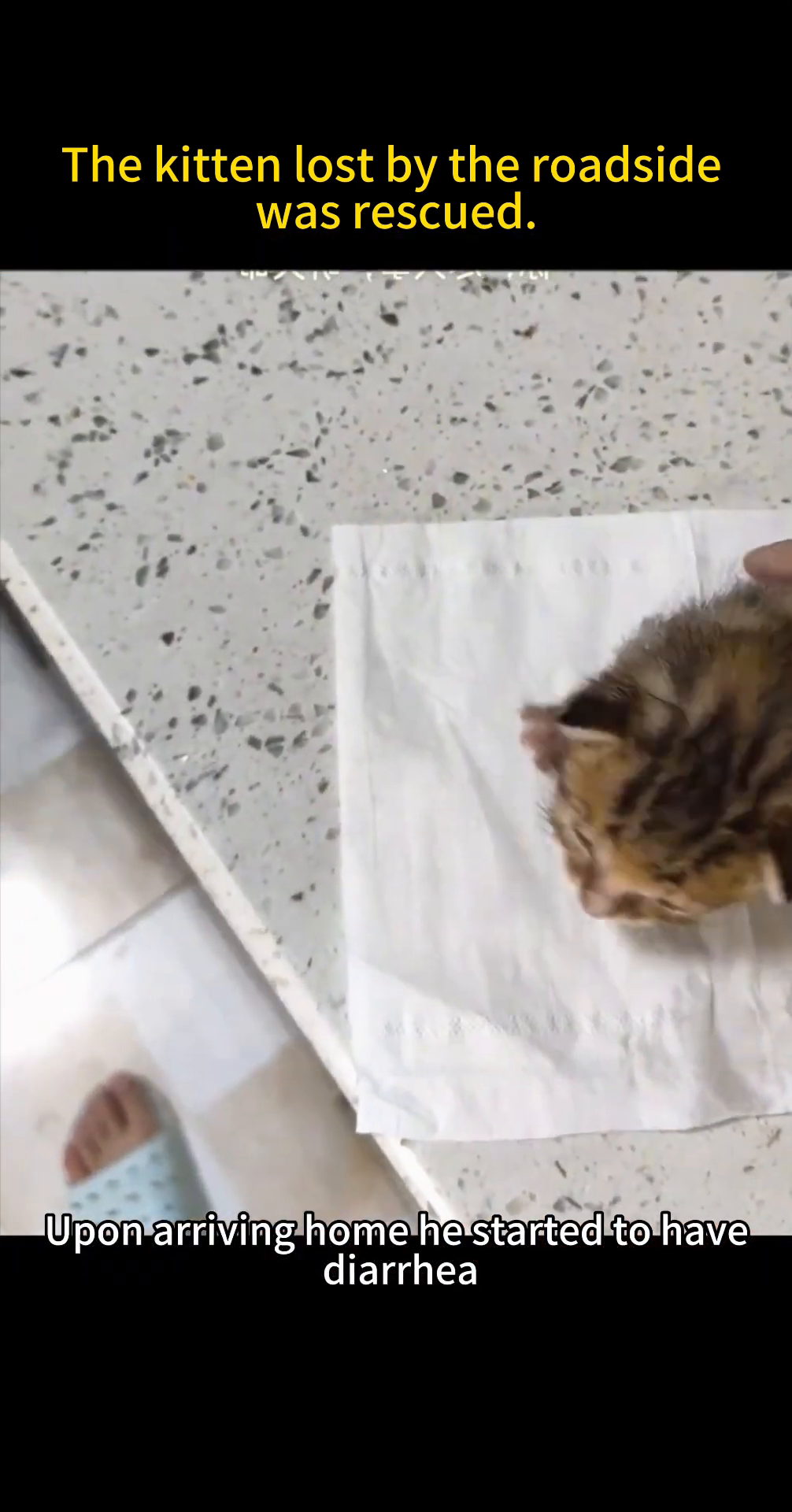 Various bottles of kitten milk, medications, and feeding bottles are laid out.