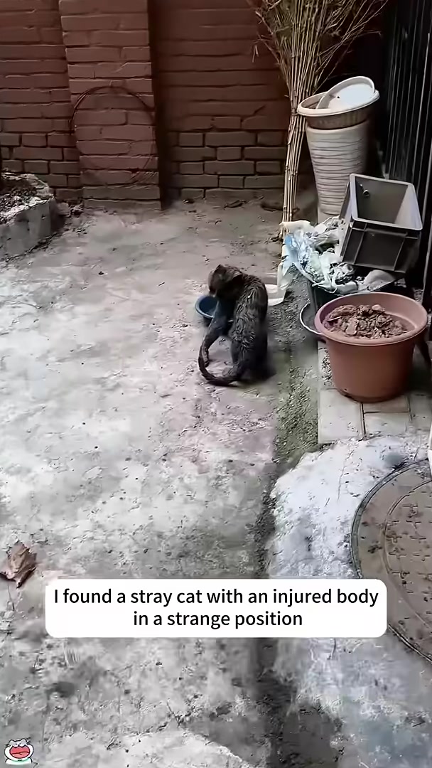 The cat struggling to stand on its own, hind legs splayed.