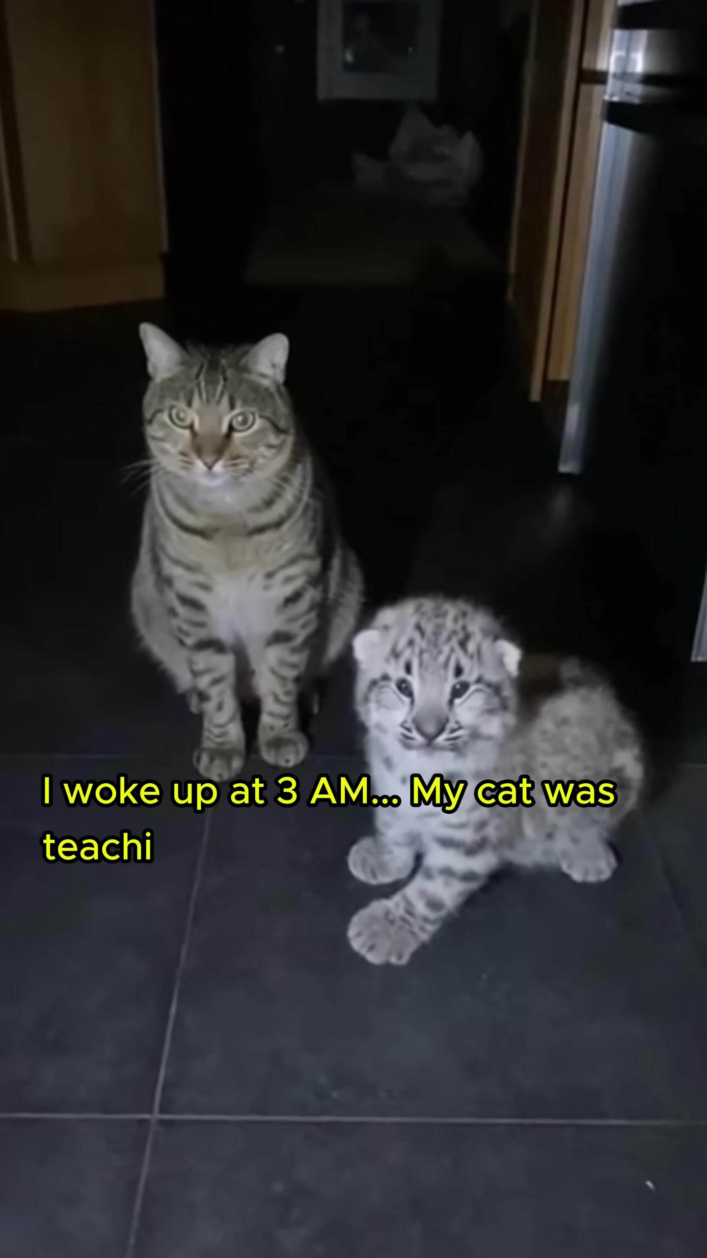 The mother cat teaching the snow leopard cub how to steal food.