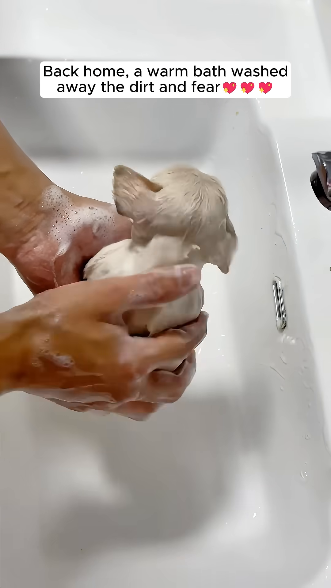 A person's hands are gently washing a small, wet, pale puppy in a white sink, with soap suds visible.