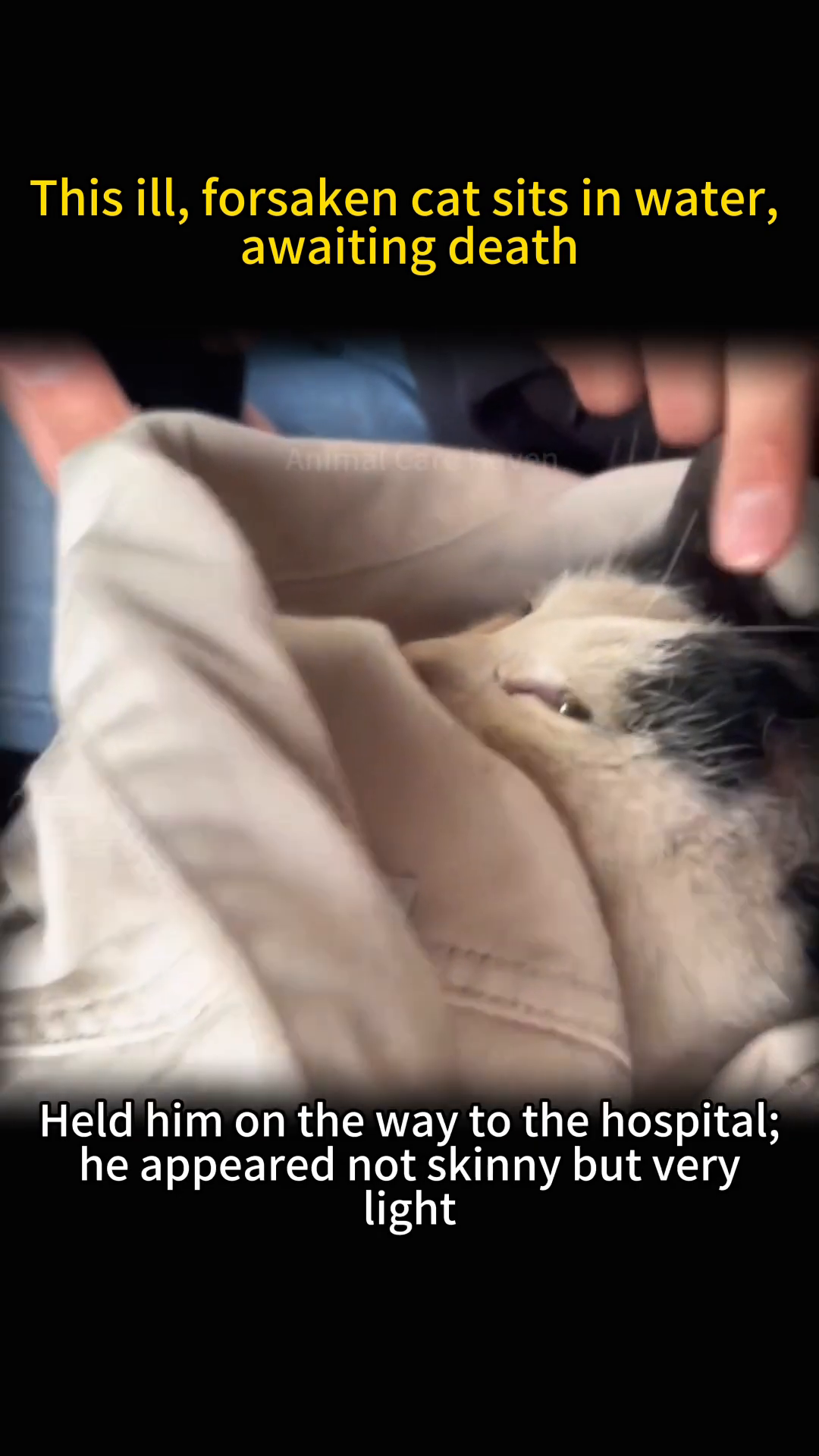 The cat is held gently in a blanket on the way to the hospital, its eyes looking weary.