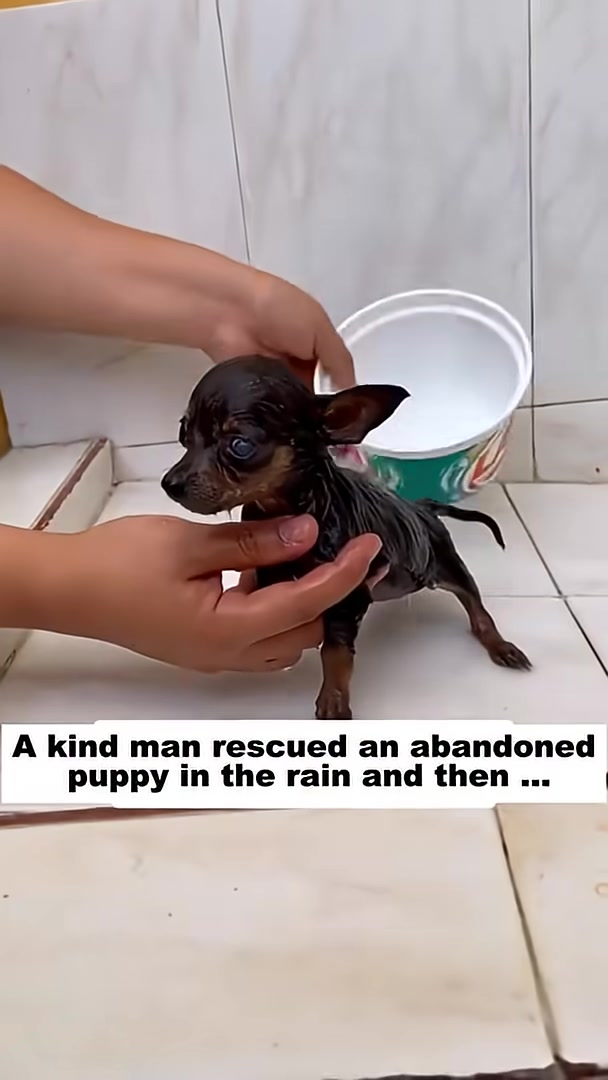 A small black puppy is being bathed by a person's hands in a white basin.