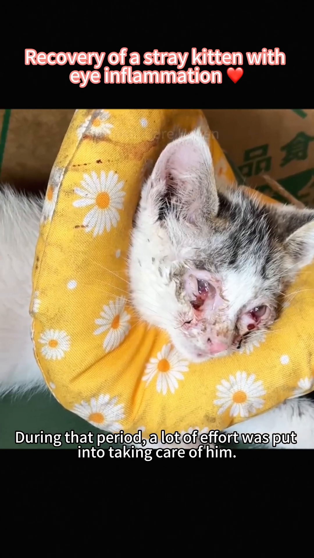 A person's hands gently hold the kitten, which is wearing a yellow, daisy-patterned recovery cone around its neck.