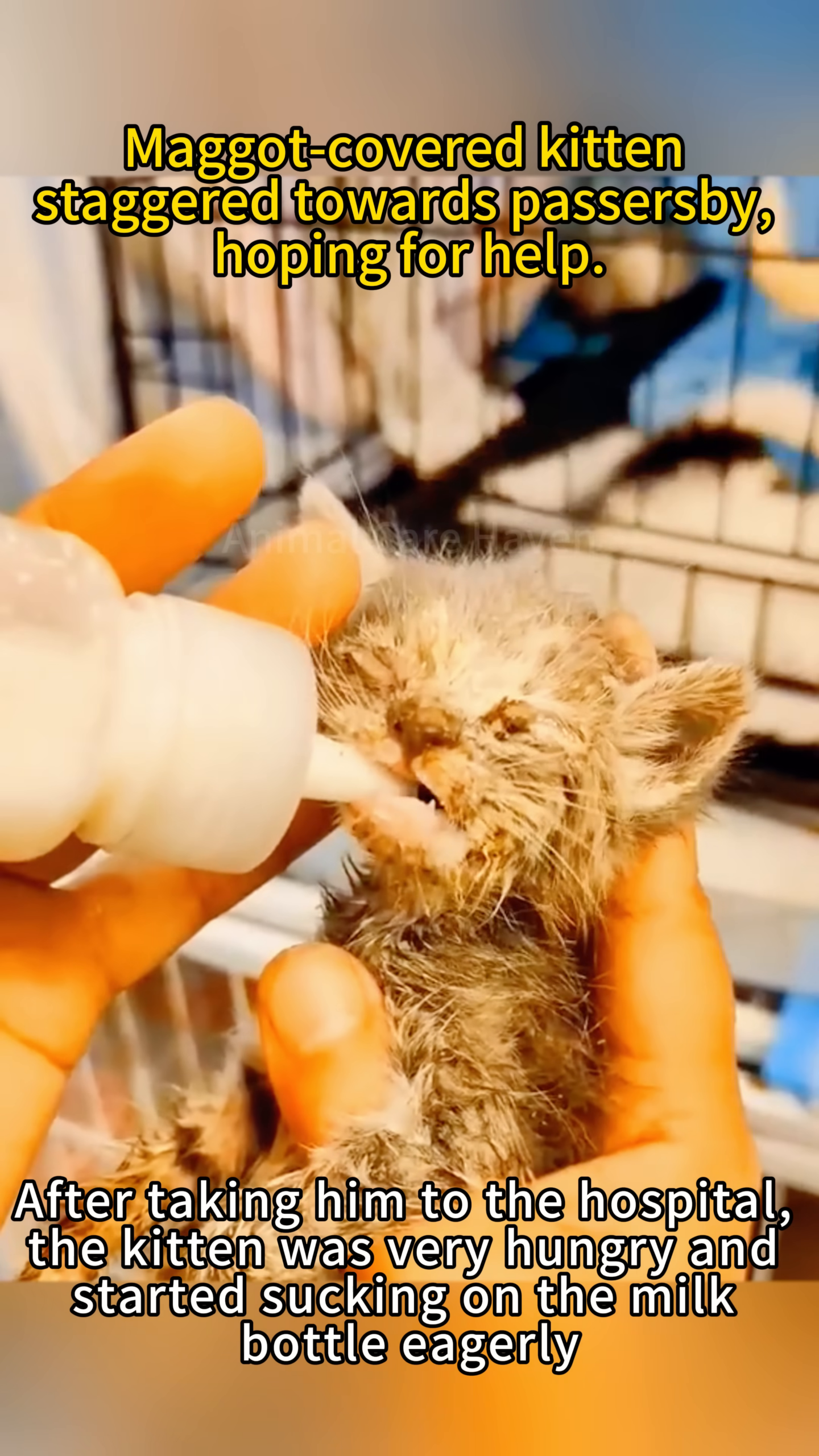 A person gently holding the weak kitten, showing its small size and fragility.