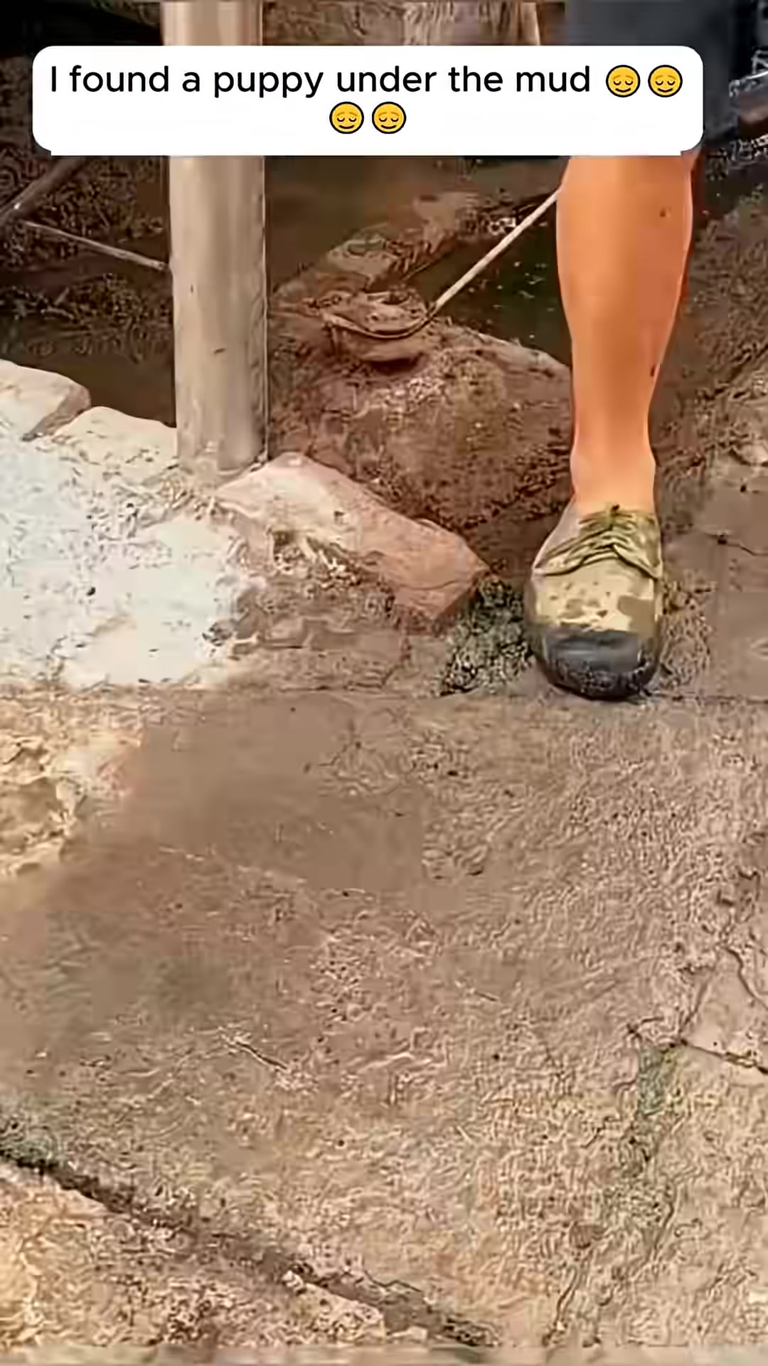 The muddy puppy is carefully lifted out of the mud pit, looking weak.