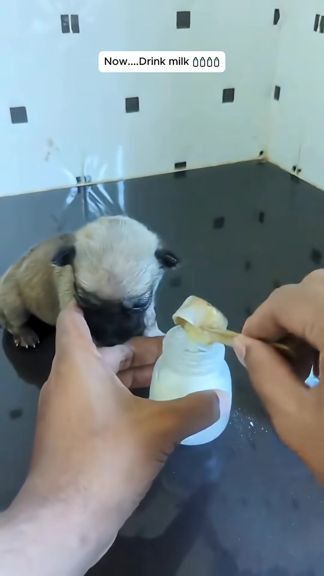 A person holds a bottle of milk to a puppy's mouth.