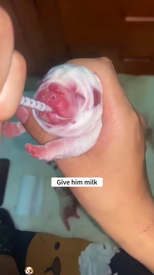 A tiny puppy is carefully fed milk from a syringe.
