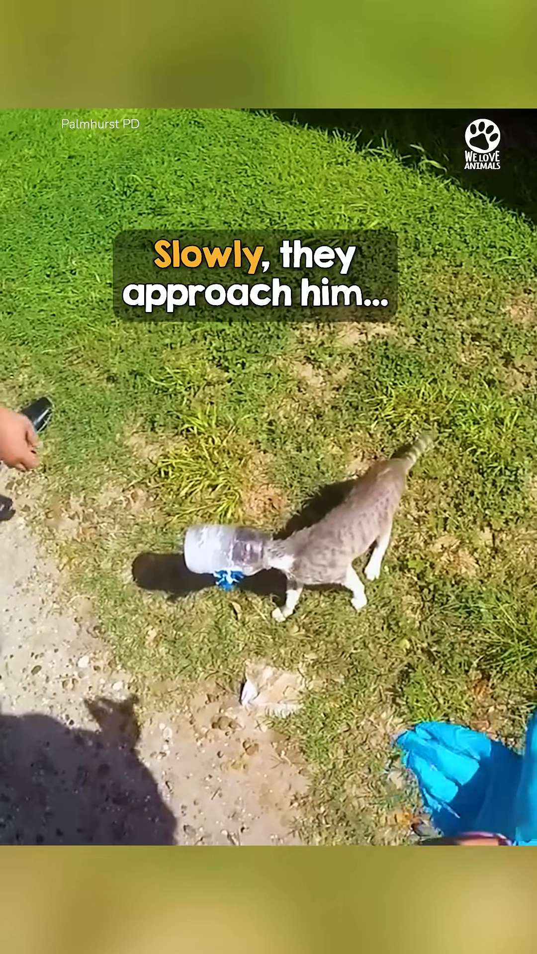 The kitten attempts to run but is hindered by the jar on its head.