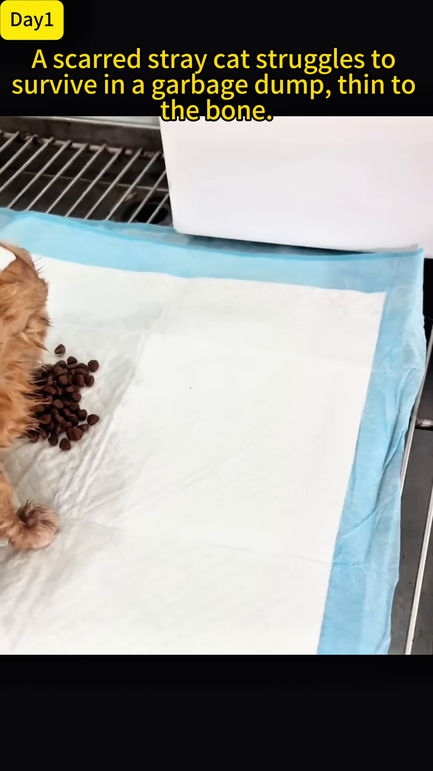A small ginger cat with visible injuries is eagerly eating a pile of cat food from a white surface.