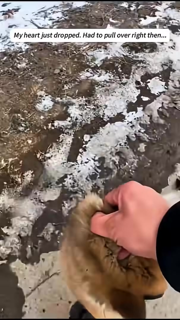 A person's hand gently pets a puppy, while the mama dog looks on.
