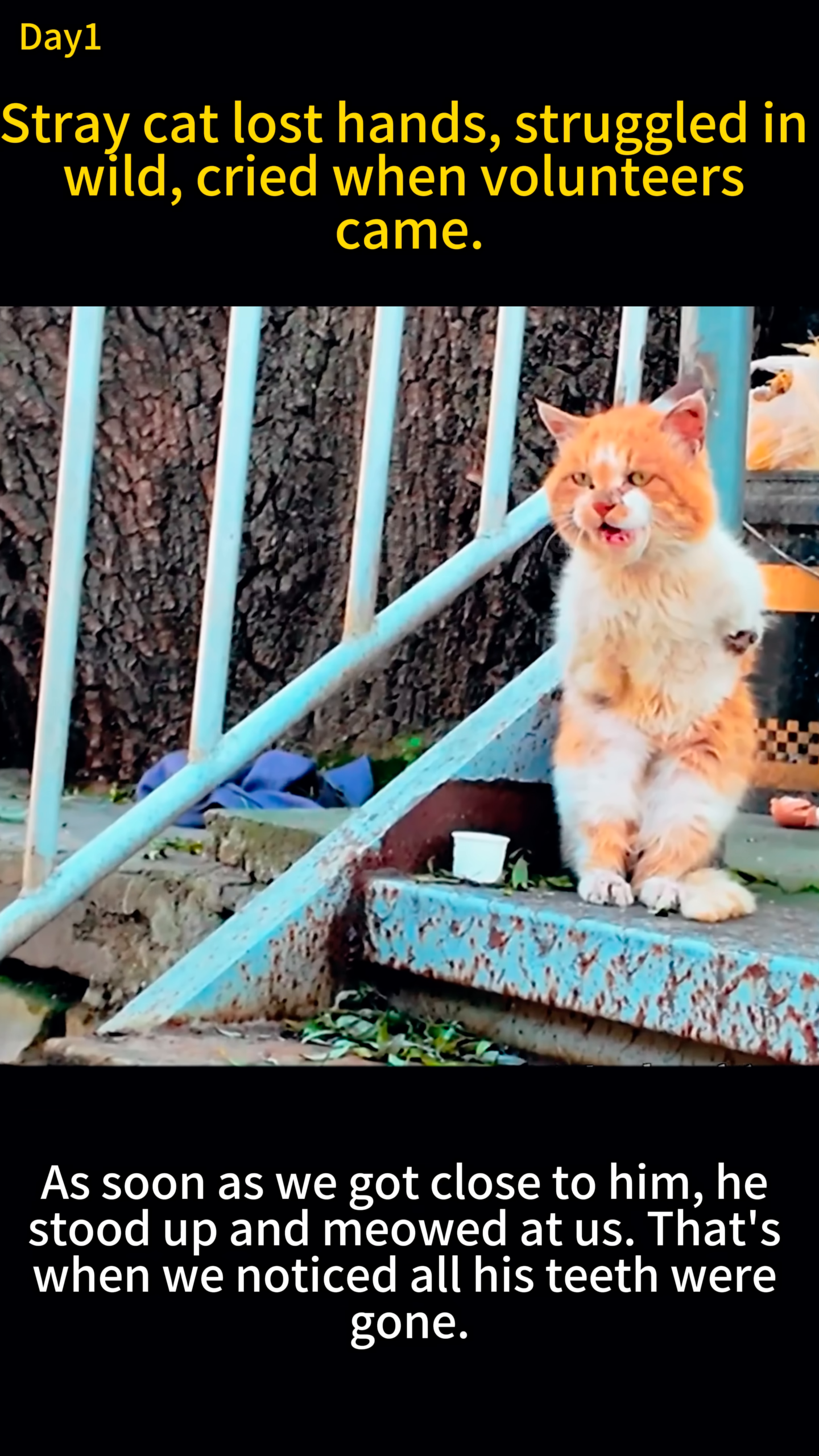 A close-up of the cat's face as it meows, revealing its mouth and the absence of teeth.