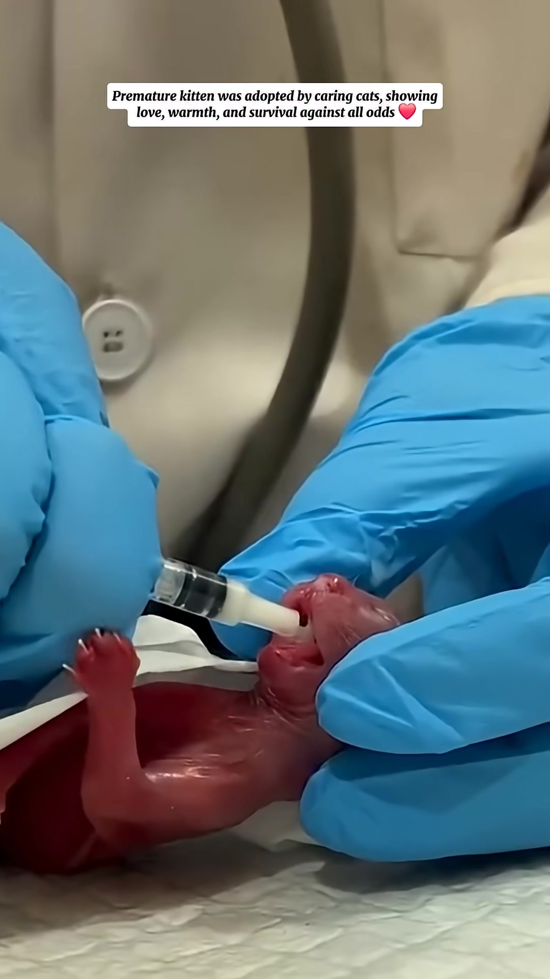 A syringe is carefully used to feed the tiny kitten, emphasizing its need for specialized care.