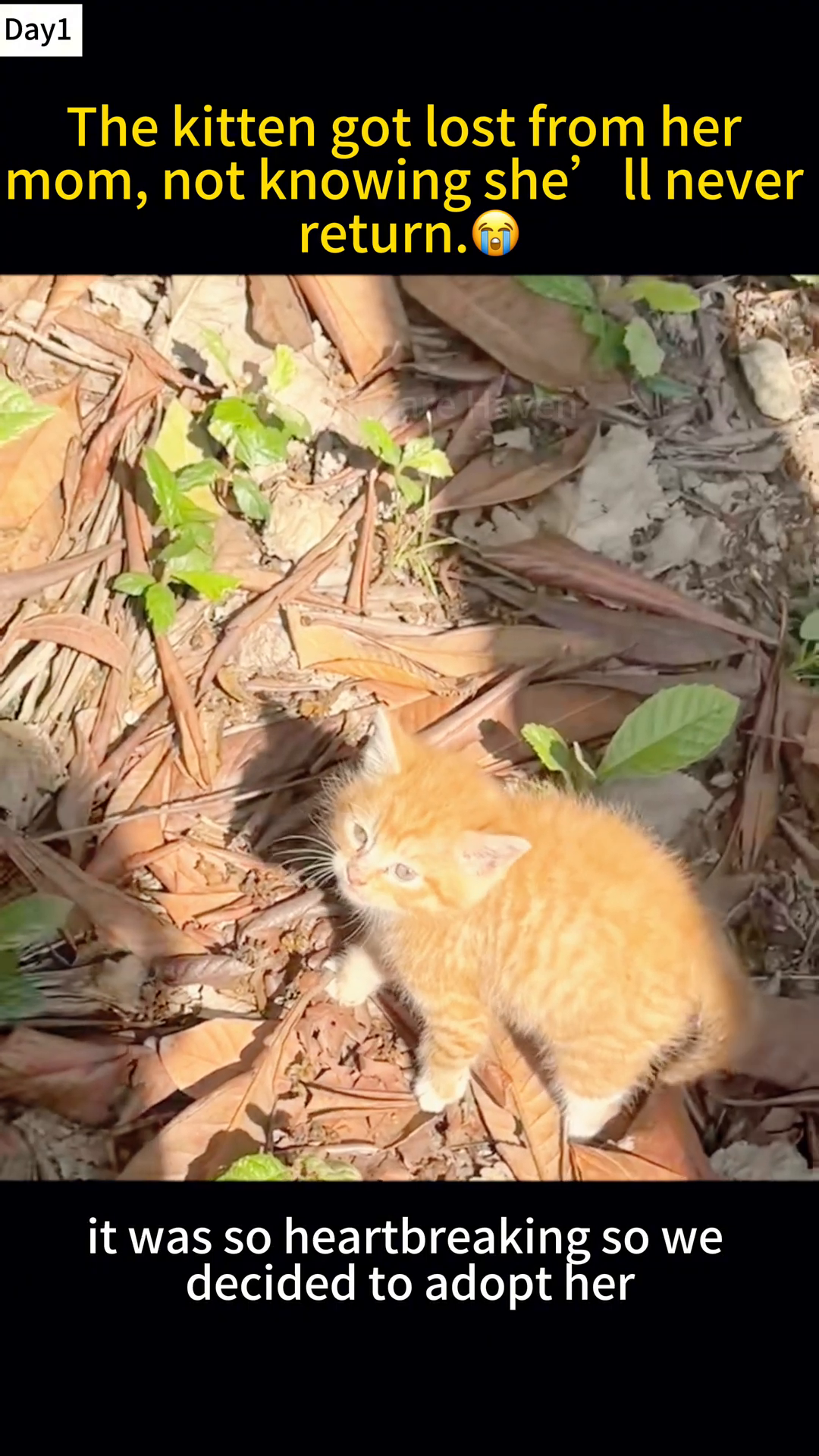 A young girl kneels down, looking with affection at a small ginger kitten.