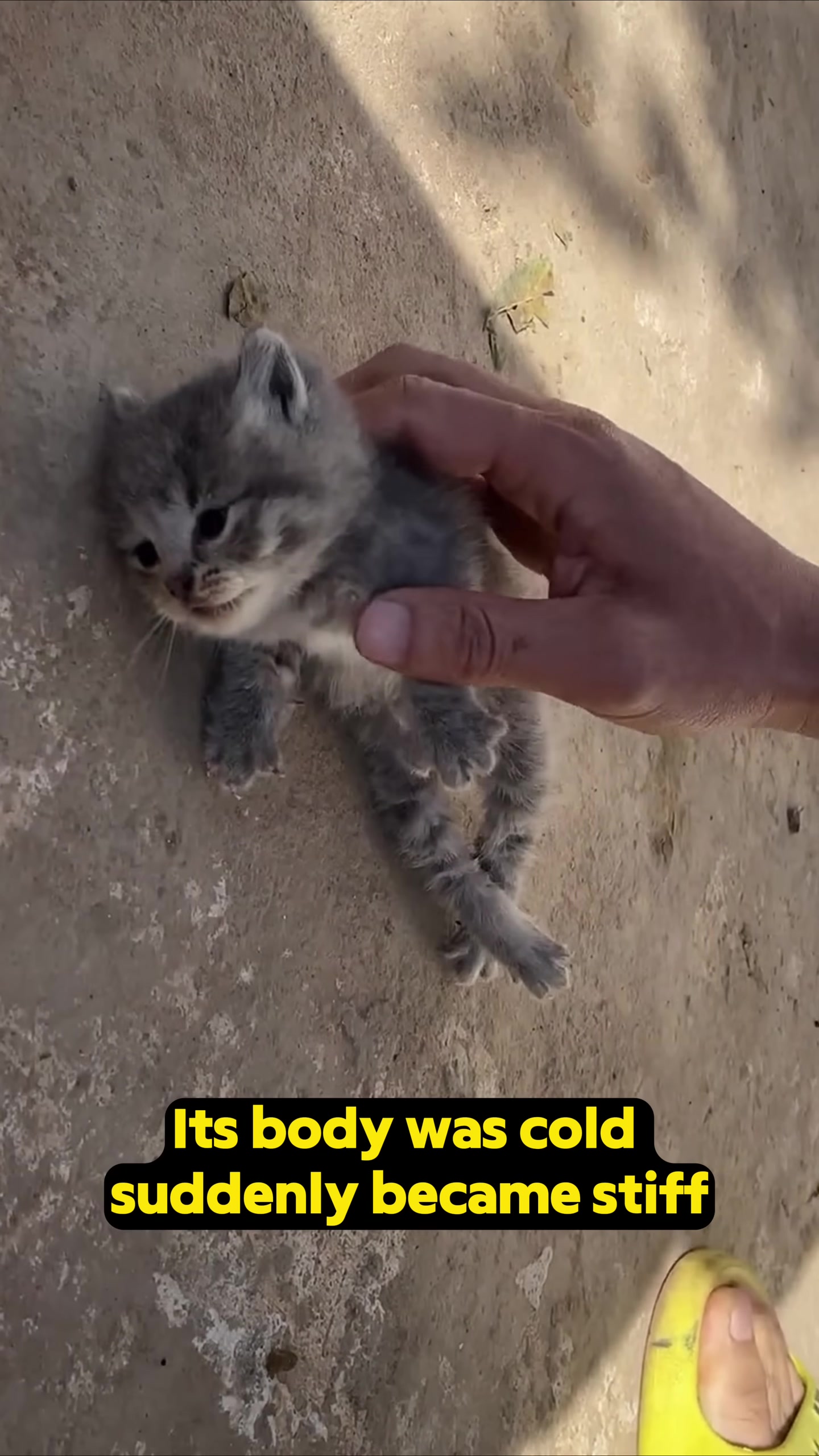 Hands performing CPR on the tiny kitten, showing the effort and care.