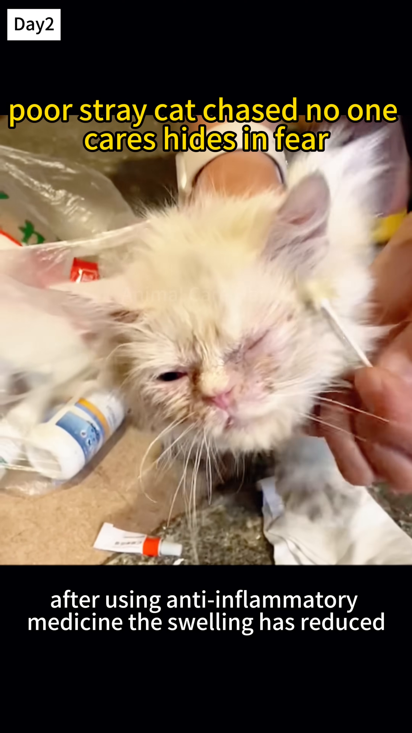 A person is gently cleaning the swollen eye of a white cat with a cotton swab.