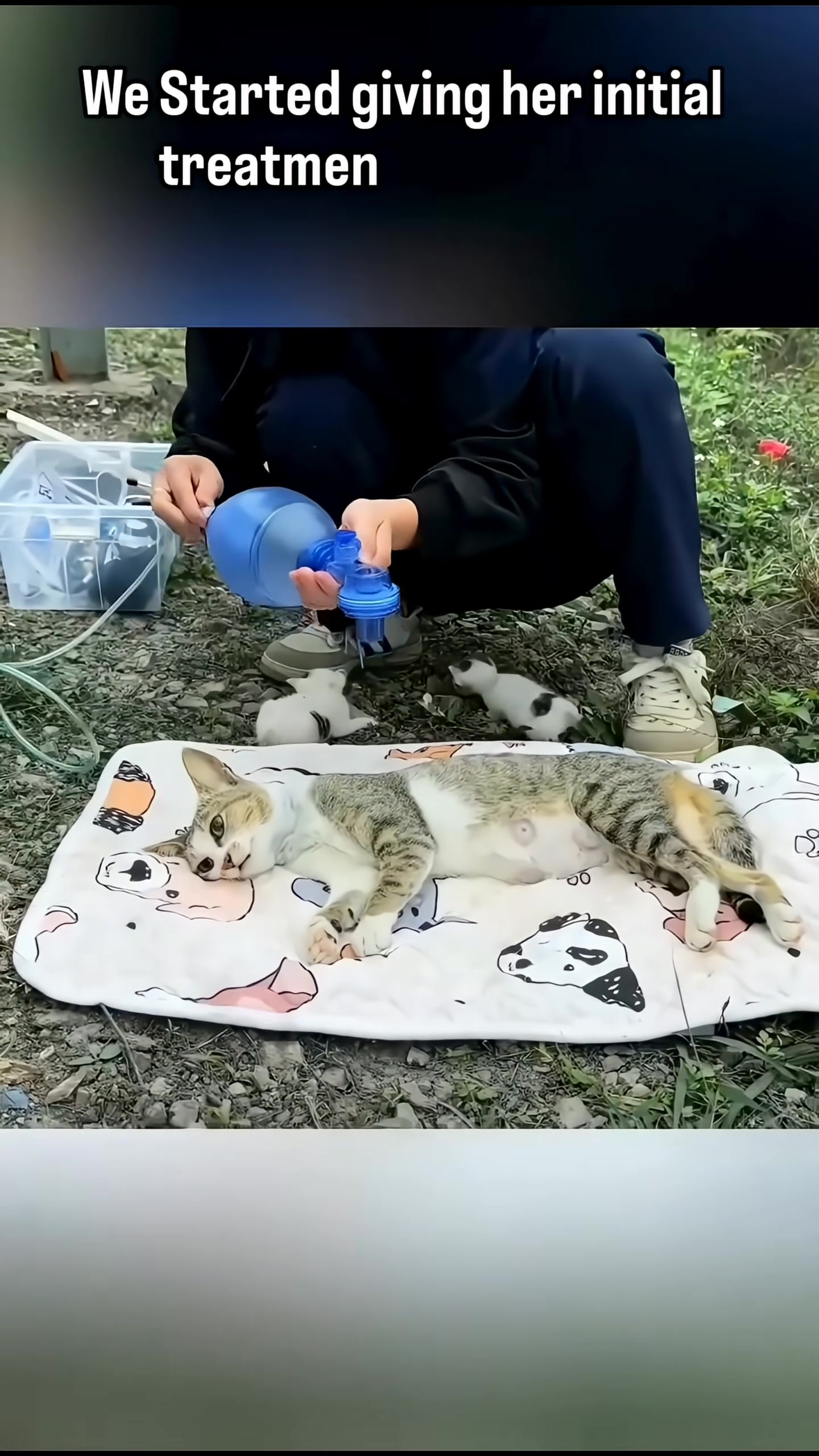 A veterinarian begins treatment on the critically ill mother cat.