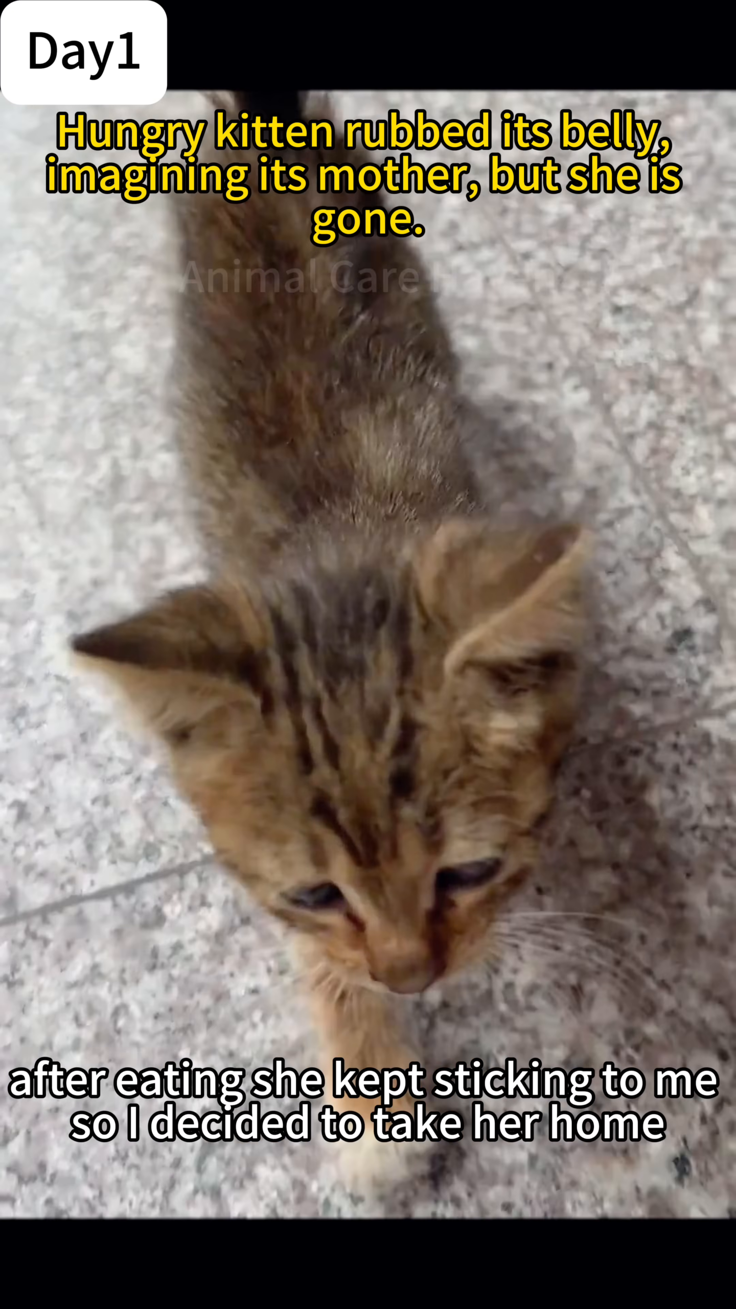 A kitten is walking towards the camera, looking up with curious eyes.