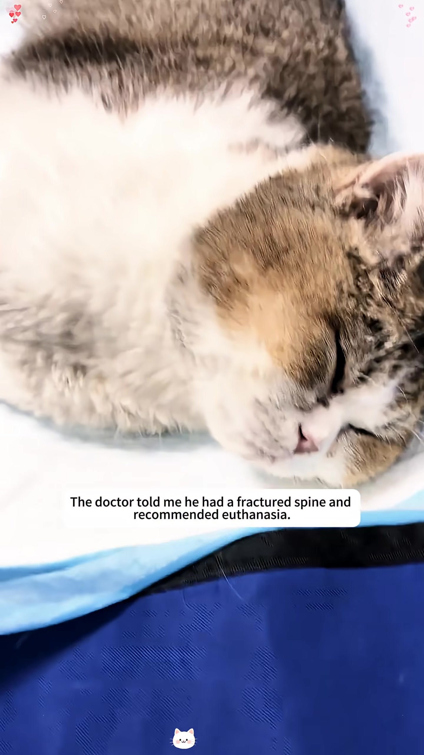 An X-ray showing the cat's fractured spine.